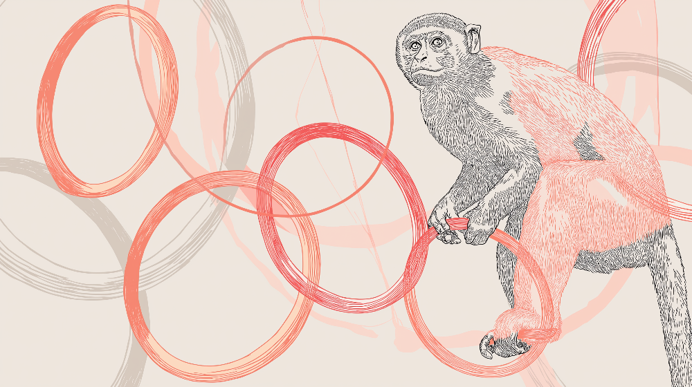 Sketched Monkey with Coral Watercolour Rings Wall Mural