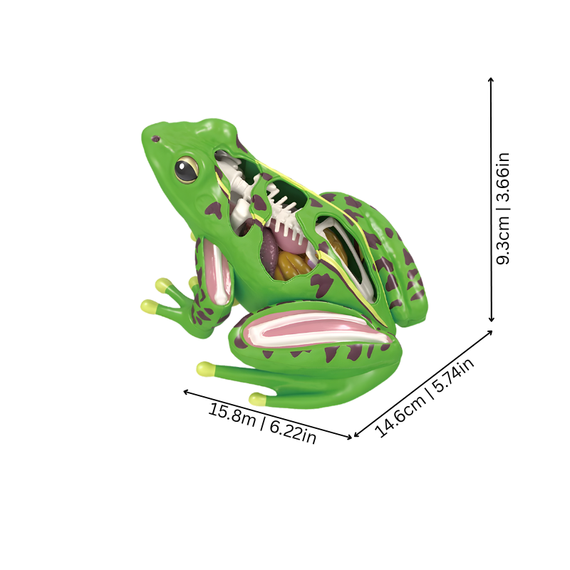 4D Anatomy Toy | Interactive STEM Learning Model