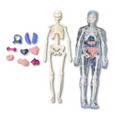 3D Anatomy Puzzle for Kids | Hands-On STEM Learning Experience