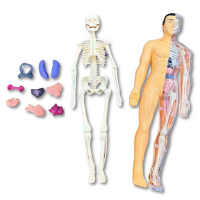 3D Anatomy Puzzle for Kids | Hands-On STEM Learning Experience