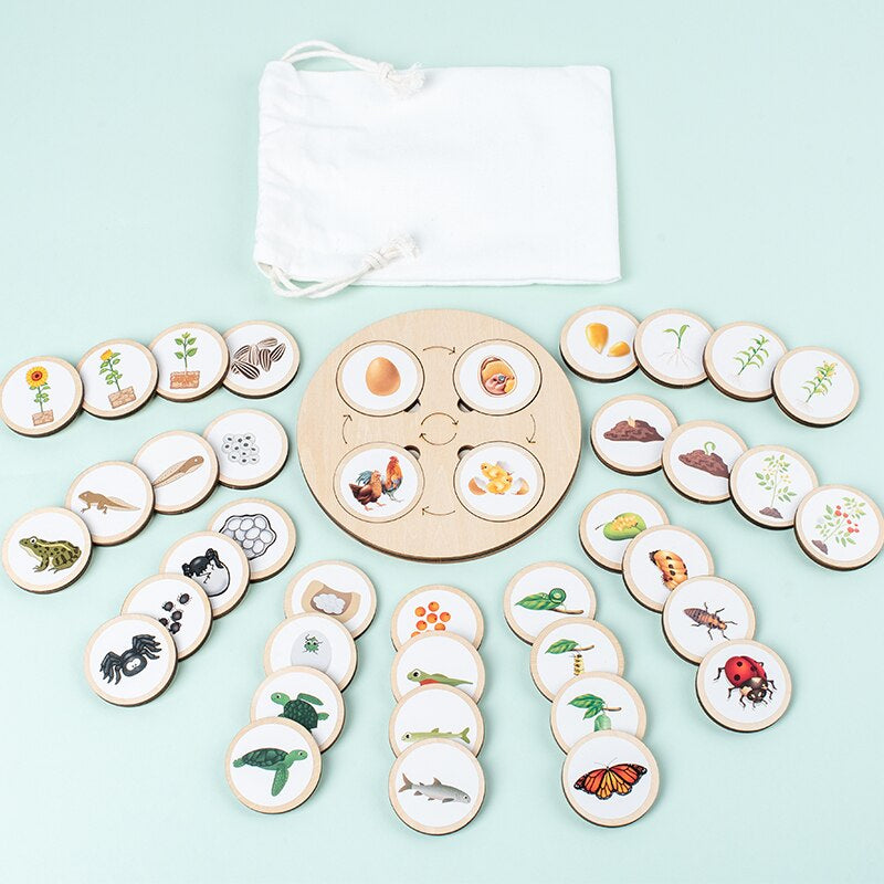 Wooden Life Cycle Puzzle | Engaging Educational Toy for Kids