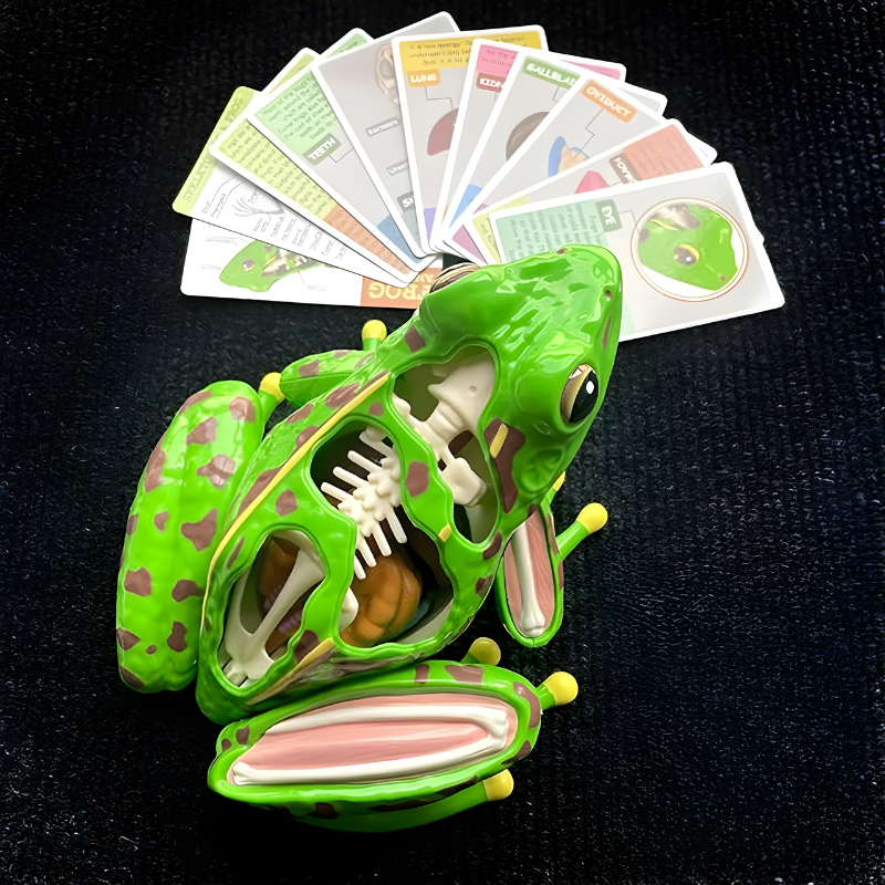4D Anatomy Toy | Interactive STEM Learning Model