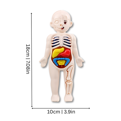 Hands-On Anatomy Model | Engaging STEM Learning Tool