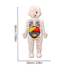 Hands-On Anatomy Model | Engaging STEM Learning Tool
