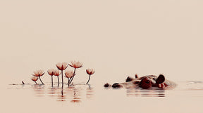 Detailed hippo water lily mural wallpaper design pattern by Kids-Mundo
