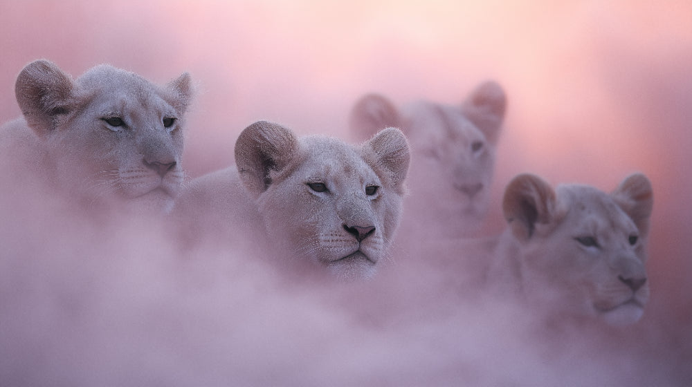 Detailed lion cubs mural wallpaper design pattern in pink mist by Kids-Mundo