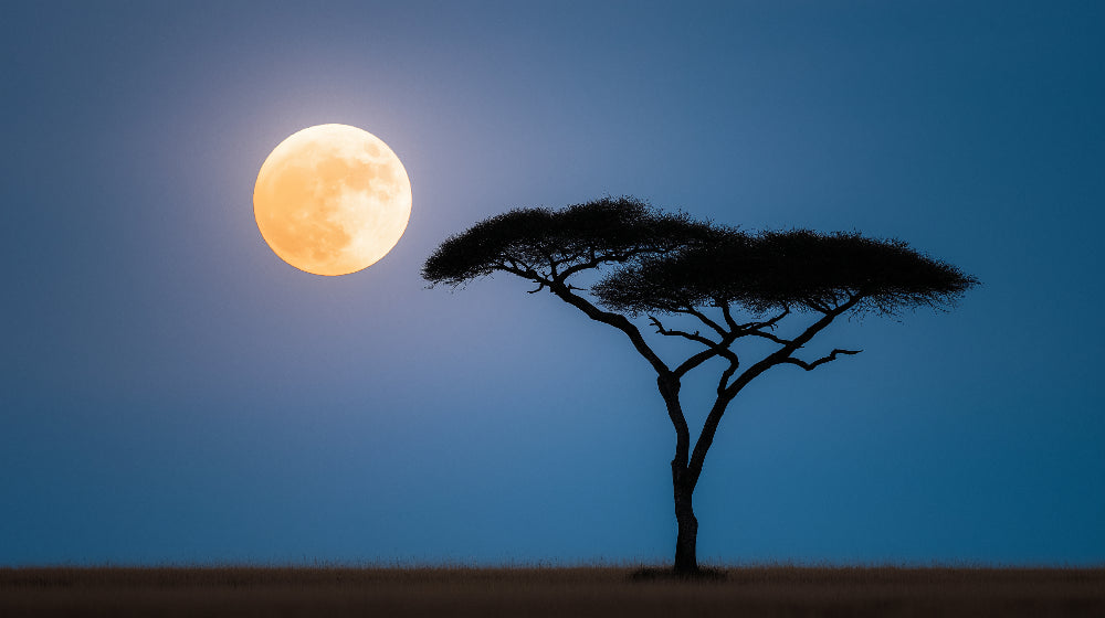 Detailed moon acacia tree mural wallpaper design pattern with golden lunar glow by Kids-Mundo