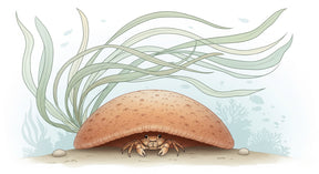 Detailed ocean crab mural wallpaper design pattern with underwater scene by Kids-Mundo