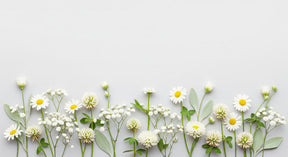 Detailed white floral mural wallpaper design pattern with daisies and baby's breath by Kids-Mundo