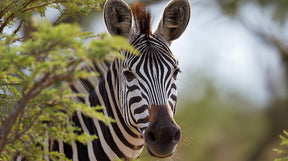 Detailed zebra safari mural wallpaper design pattern showing African wildlife and vegetation by Kids-Mundo