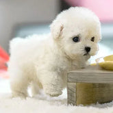 Realistic Plush Puppy Toy | Interactive Cuddly Companion for Kids